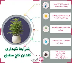 گلدان بونسای کاج جونی پرس