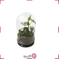 تراریوم چیستا