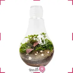 تراریوم پریماه