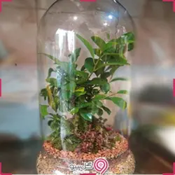 تراریوم المینا