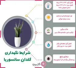 گلدان گیاه سانسوریا