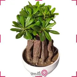 بونسای میخک هندی