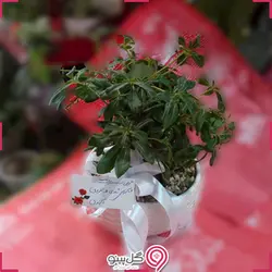 بونسای میخک هندی