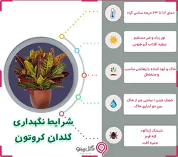 گلدان گیاه کروتون