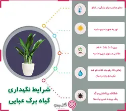 گلدان گیاه برگ عبایی
