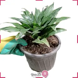 گیاه دراسنا کامپکت