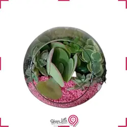 تراریوم اریکا