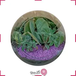 تراریوم شادیما