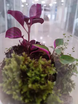 تراریوم شیشه ای