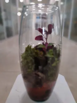 تراریوم شیشه ای