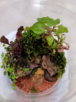 تراریوم شیشه ای