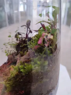 تراریوم شیشه ای