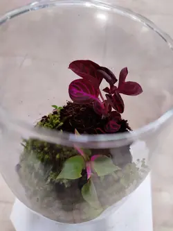 تراریوم شیشه ای