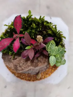 تراریوم شیشه ای