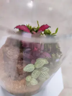 تراریوم شیشه ای