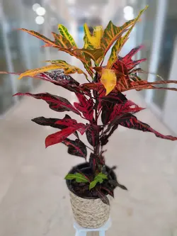 کروتن پنجه کلاغی