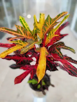 کروتن پنجه کلاغی