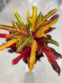 کروتن پنجه کلاغی