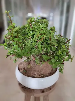بنسای خرفه ای سایز بزرگ