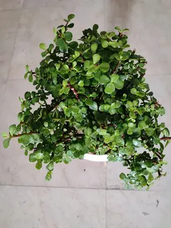 بنسای خرفه ای سایز بزرگ