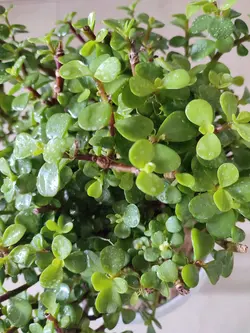 بنسای خرفه ای سایز بزرگ