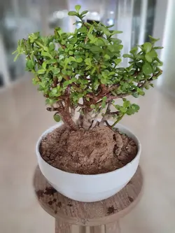 بنسای خرفه ای سایز کوچک