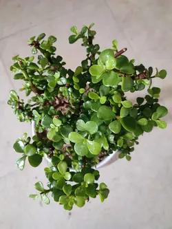 بنسای خرفه ای سایز کوچک