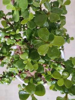 بنسای خرفه ای سایز کوچک