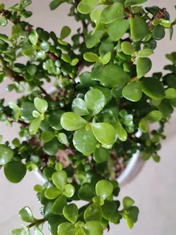 بنسای خرفه ای سایز کوچک