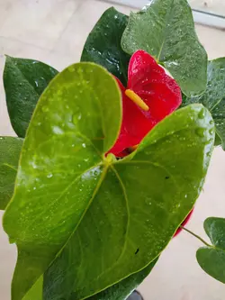 آنتوریوم قرمز و صورتی