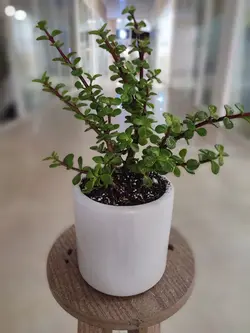 کراسولا خرفه ای