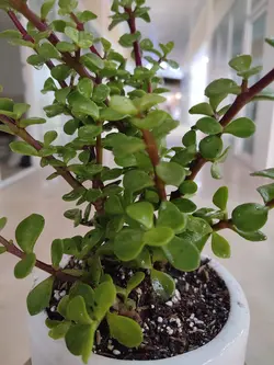 کراسولا خرفه ای