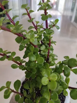 کراسولا خرفه ای