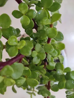 کراسولا خرفه ای