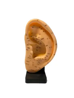 مولاژ گوش پایه دار بزرگ