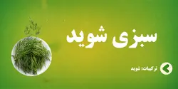 سبزی شوید