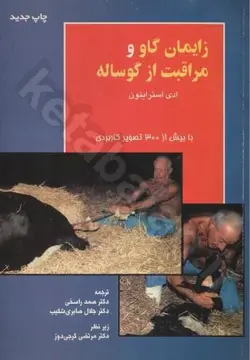 زایمان گاو و مراقبت از گوساله