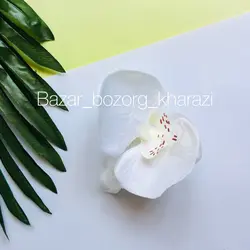 سرگل ارکیده 10 سانتی تکی
