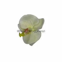 سرگل ارکیده 8 سانتی تکی