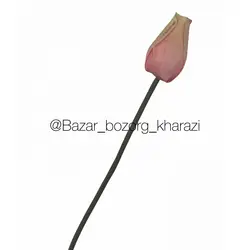 گل شاخه ای رز بدون برگ