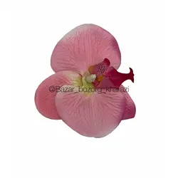 سرگل ارکیده 11 سانتی تکی