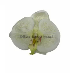 سرگل ارکیده 11 سانتی تکی