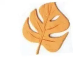 مولد برگ پهن بزرگ