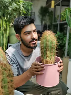 کاکتوس سرئوس اورئو + گلدان فلزی پورتی
