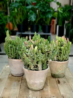 کاکتوس سیلندریکا + گلدان دست ساز