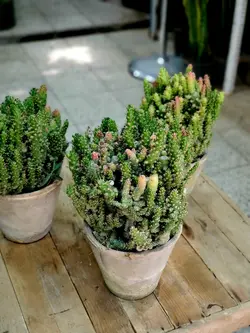 کاکتوس سیلندریکا + گلدان دست ساز