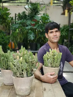 کاکتوس سیلندریکا + گلدان دست ساز