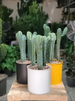 کاکتوس میرتلو + گلدان فلزی لوندر