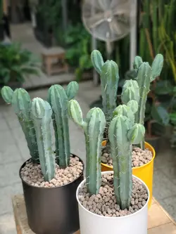 کاکتوس میرتلو + گلدان فلزی لوندر