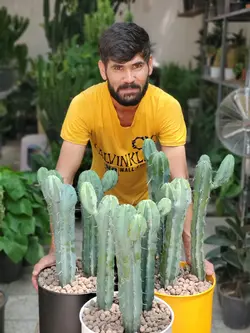 کاکتوس میرتلو + گلدان فلزی لوندر